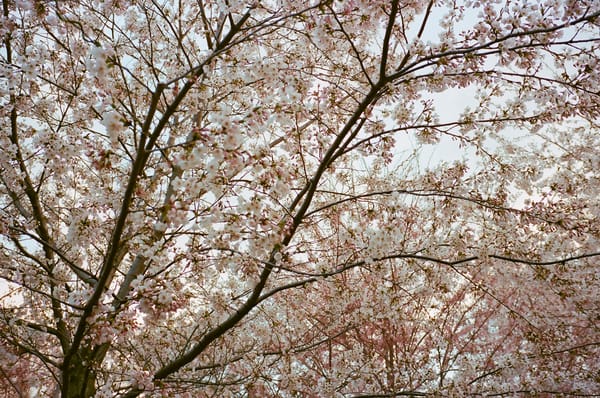 Toronto Cherry Blossom 🌸 Season